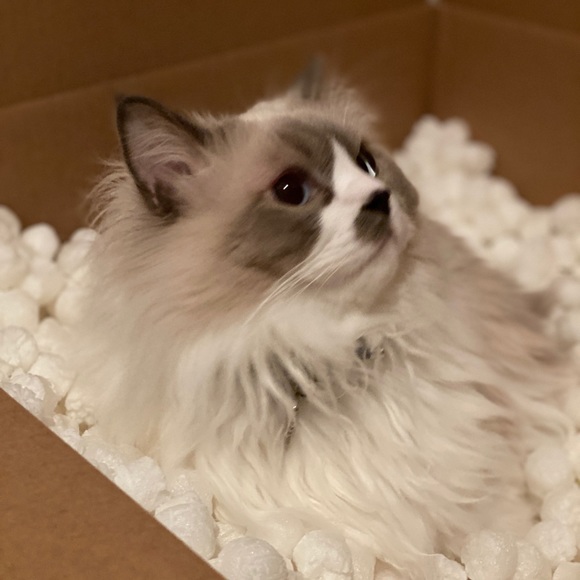 Hi Poshmark! - Picture 2 of 3